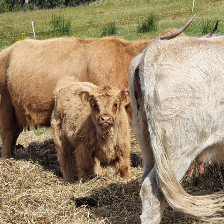 Name Our Baby Highland Cow